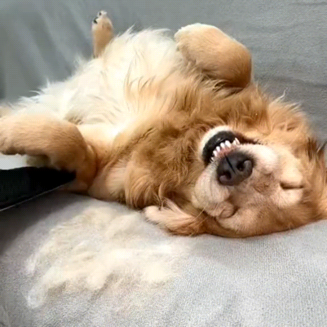 Petting becomes grooming.
