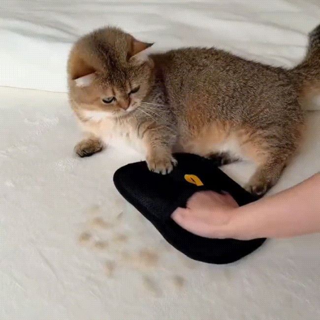 Fur peels off in one sheet.